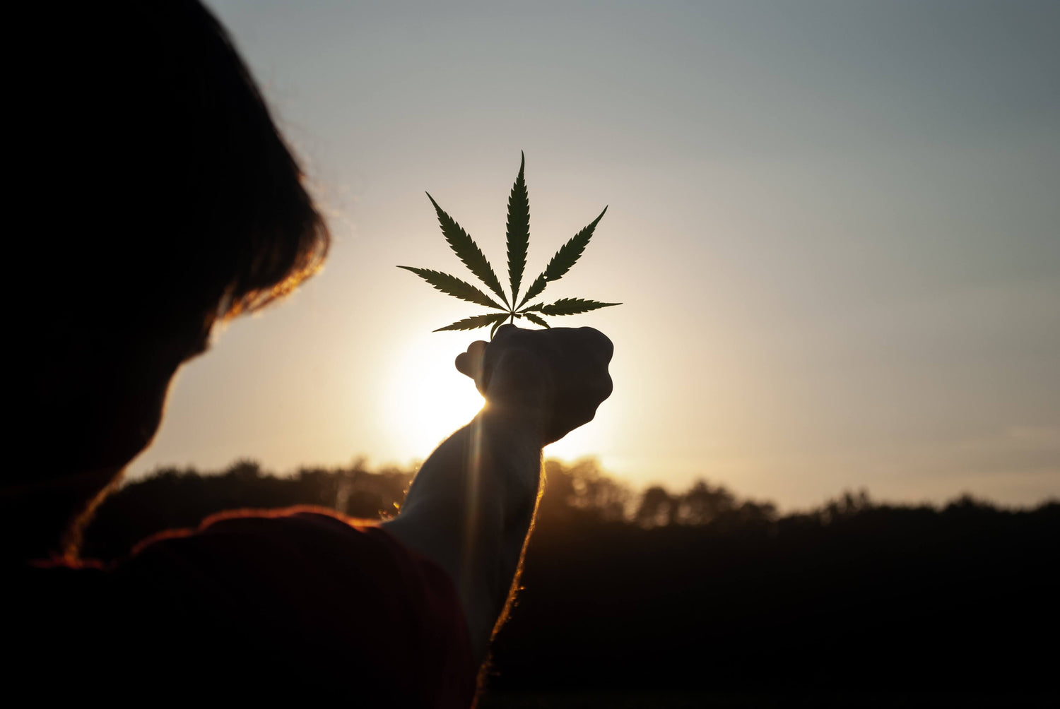 Person holding cannabis leaf